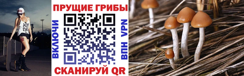 Купить  Тавда  Псилоцибиновые грибы Magic Shrooms 